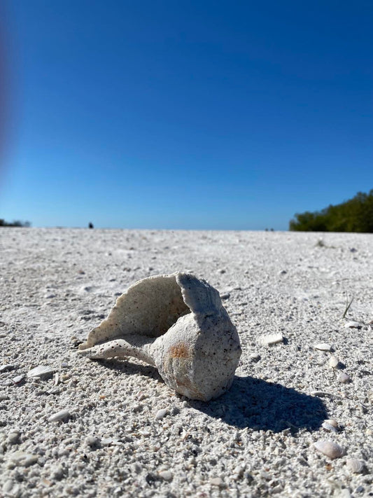 Kayaking Adventures to Shell Key in St. Petersburg with Grub at a Great Pub