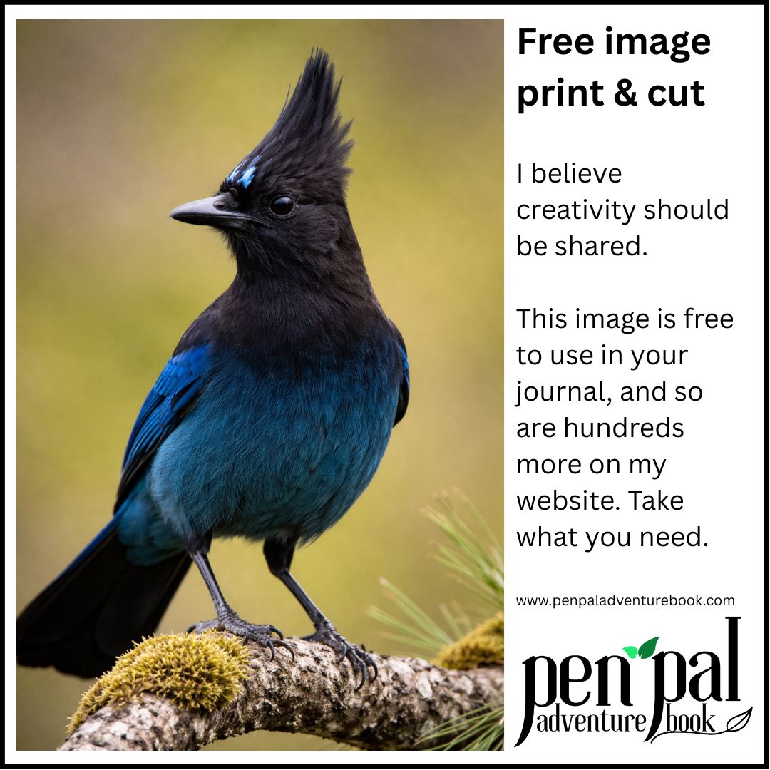 Stellar Jay Image