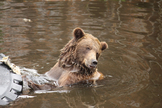 The Bears Who Got a Second Chance in Sitka, Alaska: Fortress of the Bear