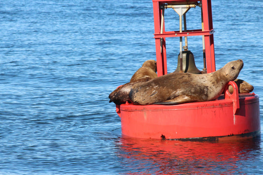 One Day at Icy Strait Point, Alaska: Bears, Whales & One Ridiculously Perfect Wildlife Day