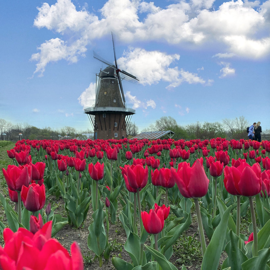 A Trip to the Tulips and a Peek at the Dunes in Michigan