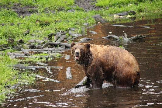 One Day in Sitka, Alaska: Bears, Totem Poles, Salmon & Our First Alaska Cruise Stop