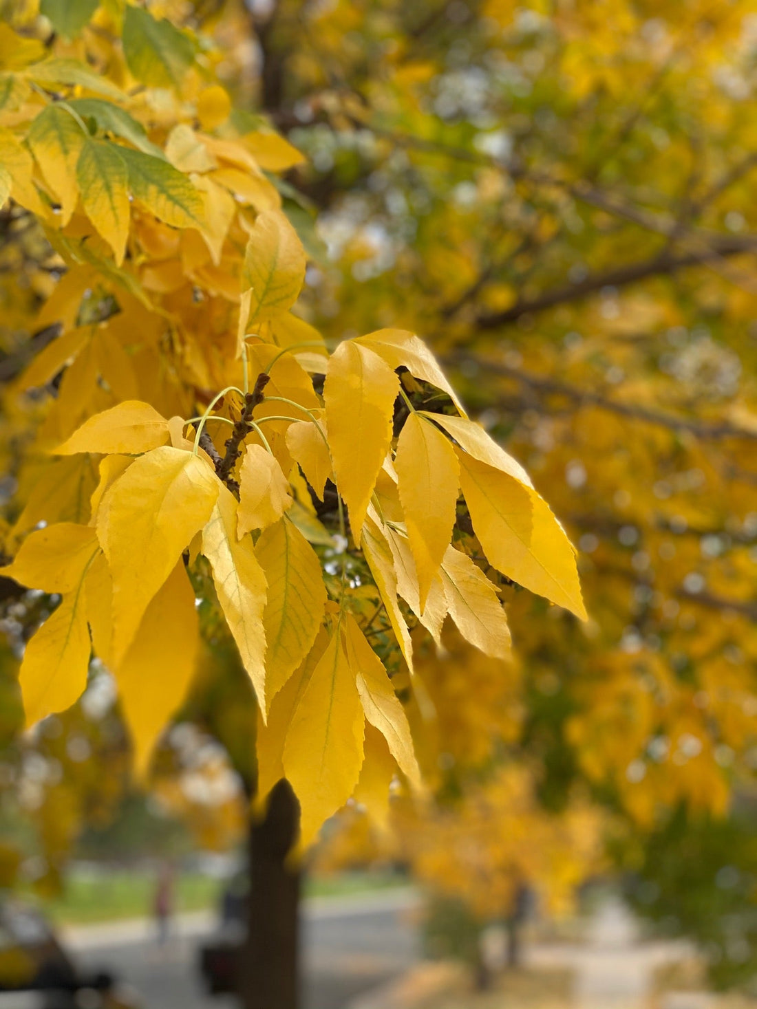 A Spectacular Show of Color on this 2-Week Autumn Road Trip Through New England: A Leaf-Peeping Odyssey