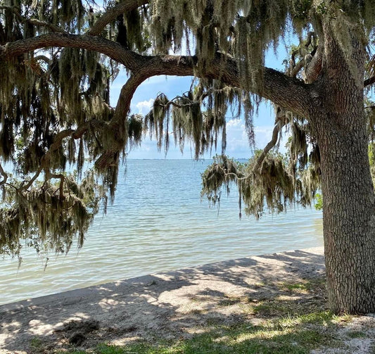 A Serene Day Trip to Philippe Park in Safety Harbor, Florida, and Delights at Whistle Stop Grill & Bar on Main Street