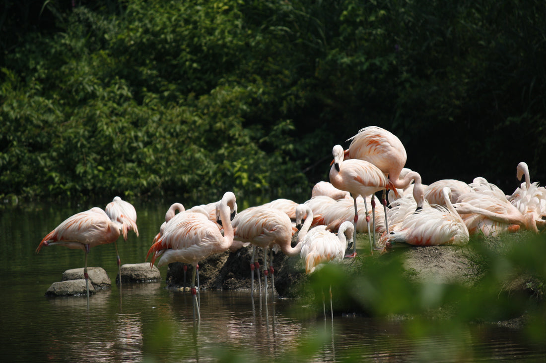 A Fabulous Florida Adventure with Flowers, Fish & Flamingos in St. Petersburg!
