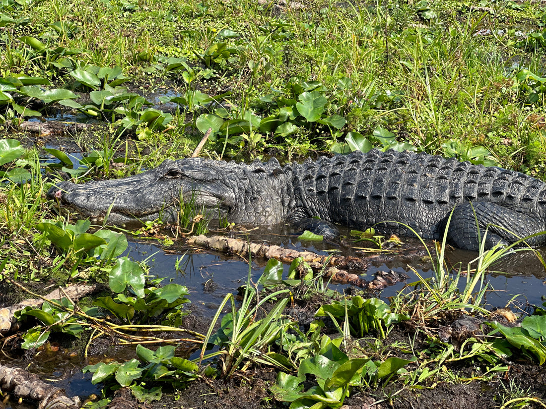 Florida-Alligator-Wild Willy's Airboat Tour