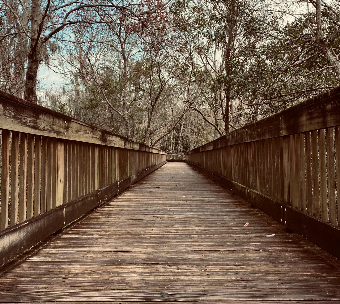 400 Acres of Preserved Nature with Boardwalks Overlooks and Plenty of Wildlife at Sawgrass Lake Park in St. Petersburg Florida