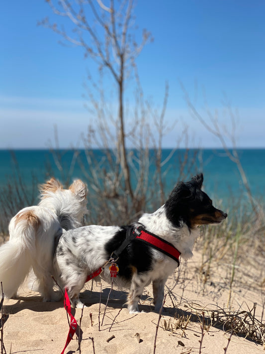 Discover Adventure and Natural Beauty: A Day Trip to Silver Lake Sand Dunes in Michigan