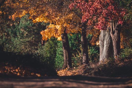 A Spectacular Show of Color on this 2-Week Autumn Road Trip Through New England: A Leaf-Peeping Odyssey