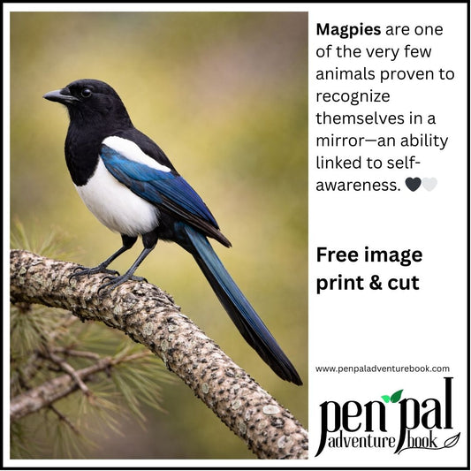 Magpie Bird Digital Download Image